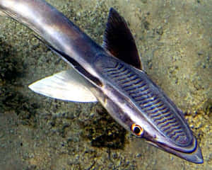 有橙色眼睛的條紋魚在沙質海床附近游泳 — 魚 GIF 壁紙