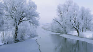 結冰的河流兩旁是白雪覆蓋的樹木，在寧靜的冬季森林中。 — 冬季風景 壁紙