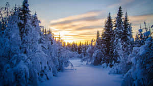 日落時分雪覆蓋的森林小徑與金色天空 — 冬季風景 壁紙