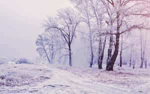 白雪覆蓋的冬日小徑，兩旁是結霜的樹木，天空朦朧。 — 夢幻 GIF 壁紙