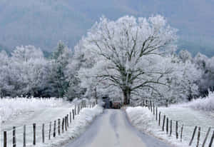 白雪覆蓋的鄉村道路兩旁是結霜的樹木和木柵欄。 — 冬季風景 壁紙