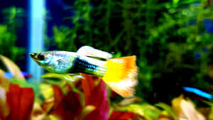 一條色彩繽紛的孔雀魚在種植了鮮豔植物的水族箱中游動。 — 水族箱 壁紙