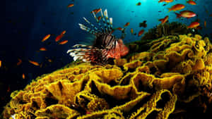 珊瑚礁上的獅子魚與在藍色海水中游動的橙色魚 — 珊瑚 壁紙