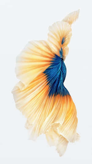 一條色彩繽紛的鬥魚，帶有流動的橙色和藍色魚鰭。 — iPhone 6s Plus 壁紙
