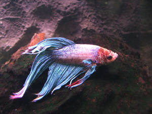 鬥魚擁有流動的藍色和粉紅色魚鰭，在水族箱中游近長滿苔蘚的石頭。 — 魚 GIF 壁紙
