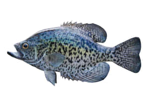 一條藍灰色斑點的克拉皮魚，具有詳細的鱗片和鰭。 — 乾淨 壁紙