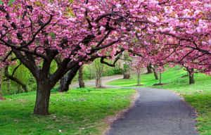 綠色公園中盛開的粉紅櫻花樹下的蜿蜒小徑。 — MacBook Pro M4 壁紙