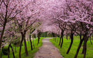在綠色公園中，一條蜿蜒的小徑在粉紅色櫻花樹冠下。 — 淺粉紅 壁紙