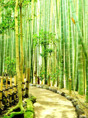 蜿蜒小徑穿過高大的綠色竹林，斑駁的陽光。 — 竹子 壁紙