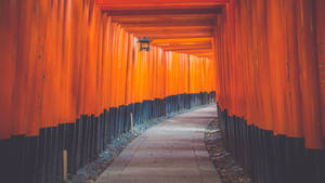 一條長長的小路兩旁排列著橙色鳥居，通往日本神社。 — 鳥居 壁紙