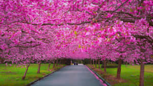 春天公園裡一條兩旁盛開粉紅色櫻花樹的小路。 — 春天花朵 壁紙