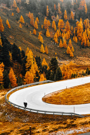 蜿蜒的山路被金色的秋樹環繞。 — 最佳秋季 壁紙
