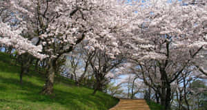 盛開的櫻花樹在陽光明媚的春季公園中拱起在木徑上方。 — 可愛春天 壁紙