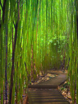 一條木棧道蜿蜒穿過高大的綠色竹林，陽光透過竹葉灑落。 — 竹子 壁紙
