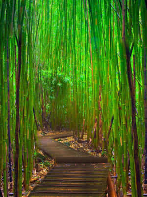 蜿蜒的木棧道穿過高大的綠色竹林，陽光透過。 — 竹子 壁紙