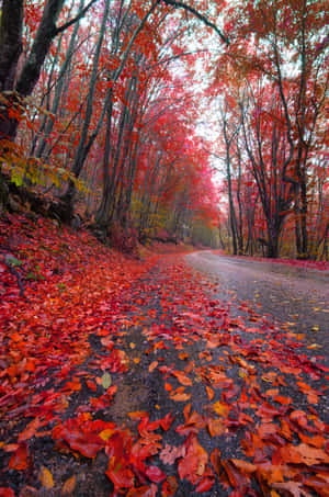 一條森林道路，在多雲的天空下覆蓋著紅色和橙色秋葉。 — 小米平板 9 Pro Max 壁紙