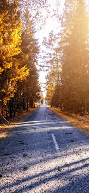 一條寧靜的秋日森林道路，有金色的樹木和斑駁的陽光。 — 插畫 iPhone 壁紙