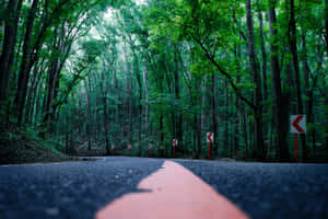 蜿蜒的森林道路，紅色轉彎標誌被高大的綠色樹木環繞。 — 沙漠太陽 壁紙