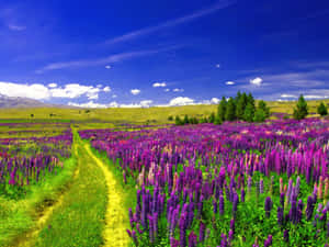 一條泥土小徑蜿蜒穿過紫色花田，背景有山脈。 — 草地 壁紙