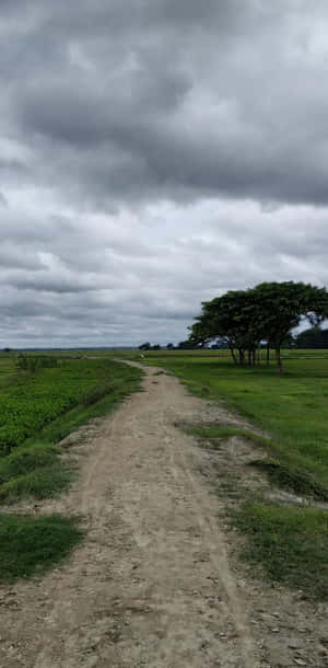 陰天下穿過綠色田野的泥土小徑與樹木 — 湖泊 壁紙