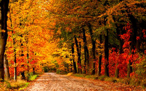 一條泥土路兩旁種滿了橙色、紅色和金色的秋樹。 — 道路 壁紙
