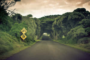 一條綠樹成蔭的道路，帶有供騎自行車者和行人使用的黃色標誌。 — 道路 壁紙