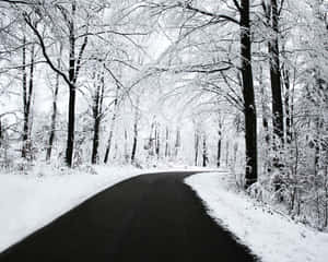 冬季光禿禿的樹木間蜿蜒的積雪森林小徑。 — 冬季風景 壁紙
