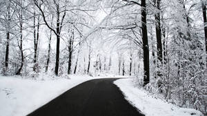 冬季中，白雪覆蓋的森林小徑蜿蜒穿過光禿禿的樹木。 — 冬季風景 壁紙