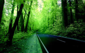 一條黑暗的道路蜿蜒穿過鬱鬱蔥蔥的綠色森林，兩旁是高聳的樹木。 — 綠色樹木動畫 壁紙
