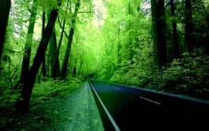 一條黑暗的道路蜿蜒穿過兩旁高聳樹木的茂密綠色森林。 — 2880x1800 壁紙