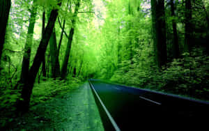 一條黑暗的道路蜿蜒穿過充滿活力的綠色森林，兩旁是高聳的樹木。 — 道路 壁紙