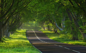 蜿蜒的道路穿過陽光明媚的綠色森林，高大的樹木在頭頂拱起。 — 道路 壁紙