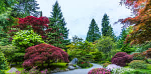 蜿蜒石徑穿過色彩繽紛的日本花園，有紅色和綠色的樹木。 — 花園 壁紙