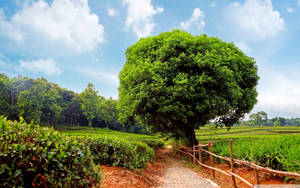一條石徑在藍天下蜿蜒穿過茶園，旁邊有一棵大綠樹。 — 茶園 壁紙