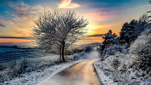 積雪道路在日出時蜿蜒穿過冬季景觀，兩旁有結霜的樹木。 — 冬季風景 壁紙