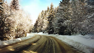 積雪的森林道路蜿蜒穿過高大的常綠樹，在明亮的冬日陽光下。 — 冬季風景 壁紙
