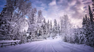 暮色中的雪地森林道路，覆蓋霜凍的樹木和紫色天空 — iMac 壁紙