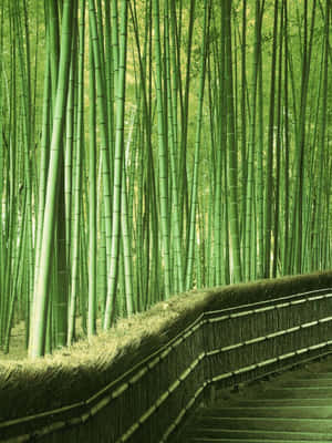 彎曲的木棧道穿過茂密的竹林，竹莖高聳翠綠。 — 竹子 壁紙