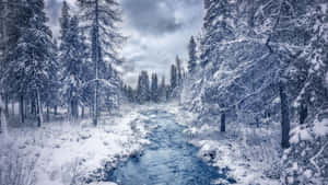 白雪覆蓋的松樹排列在一條流動的藍色河流旁，位於冬季森林中。 — 冬季風景 壁紙