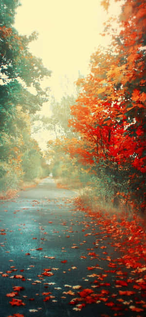 鋪滿紅葉的秋日道路，兩側有色彩繽紛的樹木。 — Pixel 7 壁紙