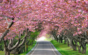 一條兩旁種滿盛開櫻花樹的道路。 — 粉紅色 壁紙