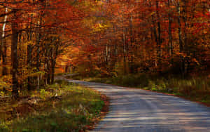 蜿蜒的道路穿過秋日森林，樹葉呈現鮮豔的橙色和紅色。 — 鄉村 壁紙