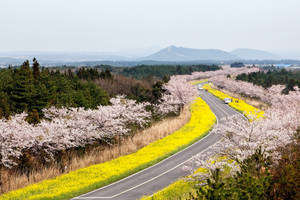 春天景觀中，蜿蜒的道路兩旁有櫻花和黃色花朵。 — 제주도 壁紙