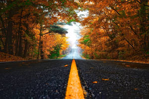一條兩旁種滿橙色秋樹的道路，通往前方明亮的光芒。 — 秋葉 壁紙