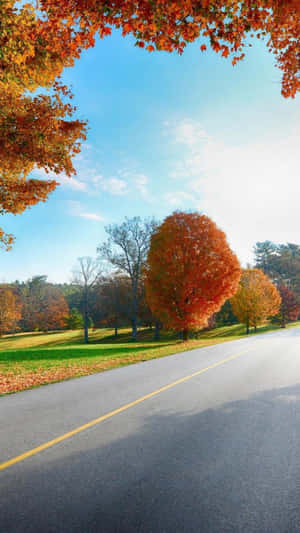秋日道路兩旁種滿橙色樹木，上方是清澈的藍天。 — 秋天 壁紙