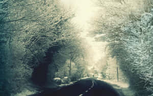 冬日裡白雪覆蓋的林間小路蜿蜒穿過光禿禿的樹木。 — 冬季風景 壁紙