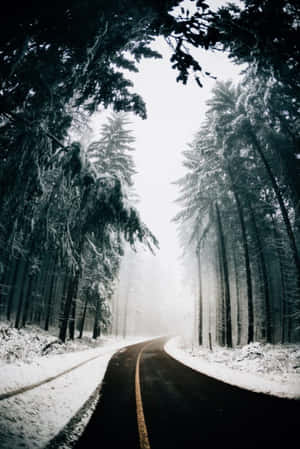 白雪覆蓋的森林道路蜿蜒穿過高大的松樹，天空朦朧。 — 2:3 壁紙