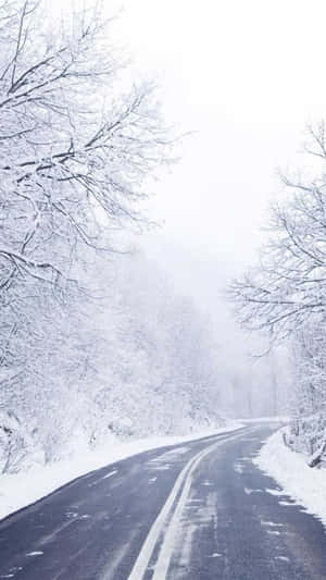 積雪的道路蜿蜒穿過寧靜的冬日森林，樹木光禿。 — 冬季風景 壁紙