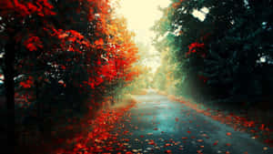 一條霧氣瀰漫的秋日道路，兩旁是紅色和橙色的樹木以及落葉。 — 森林 壁紙