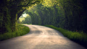 蜿蜒的道路穿過綠色森林隧道，陽光透過樹木灑落。 — 道路 壁紙